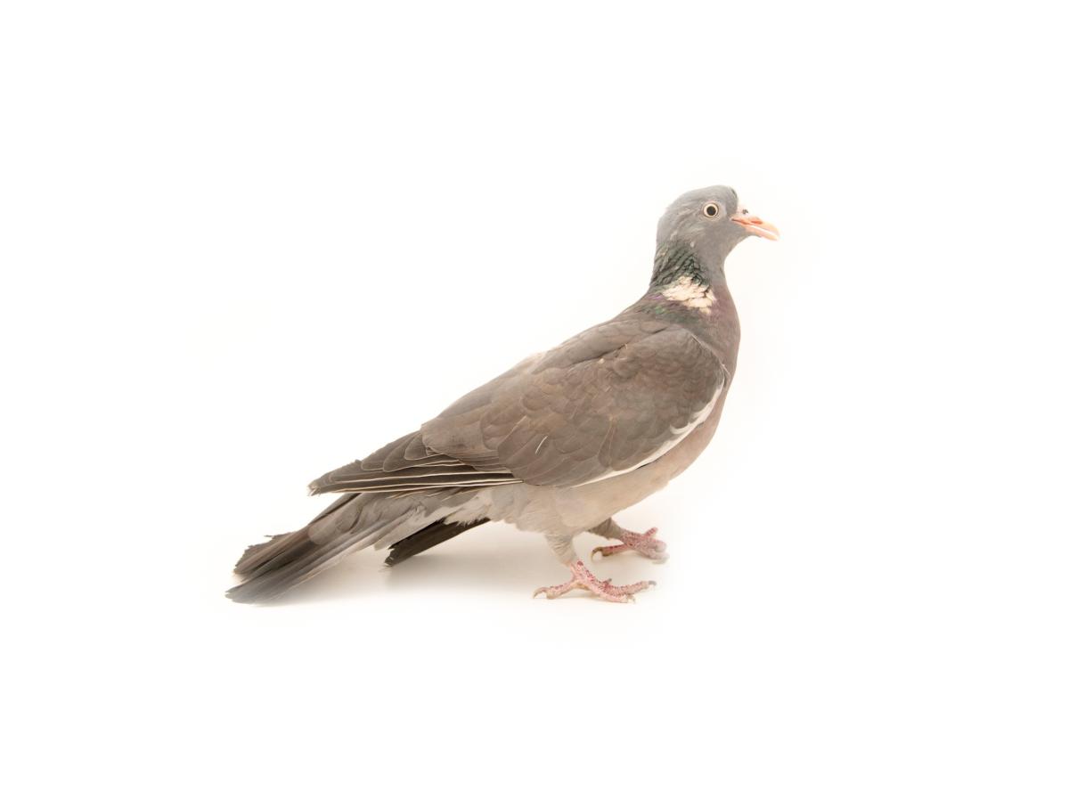 Pigeon ramier