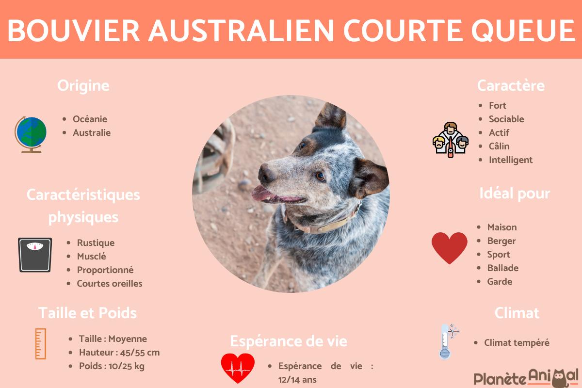 Bouvier australien courte queue