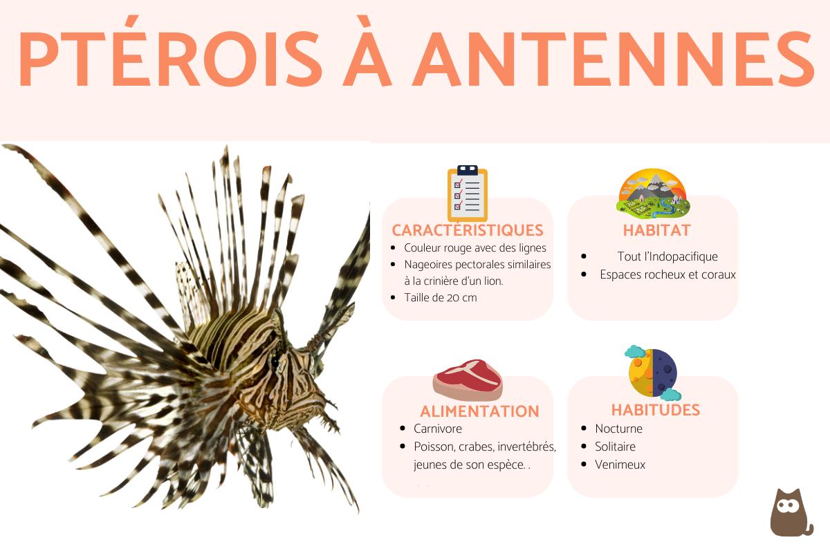 Ptérois à antennes ou poisson-scorpion à antennes