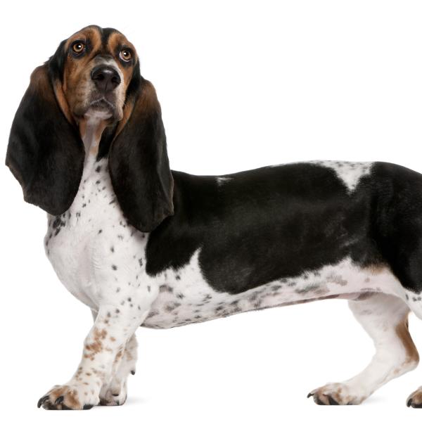 Basset artésien normand