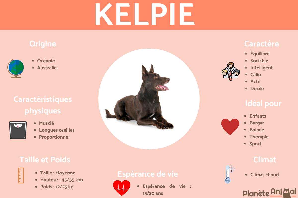 Kelpie ou Australian kelpie