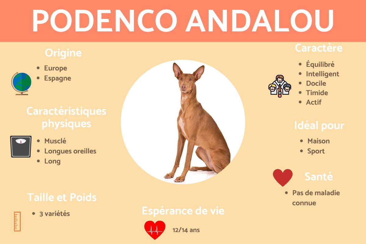 Podenco andalou