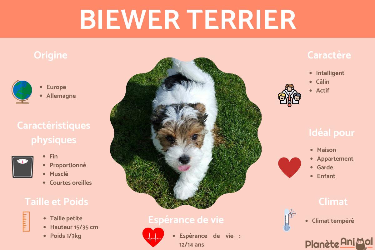 Biewer Yorkshire ou Biewer Yorkshire terrier