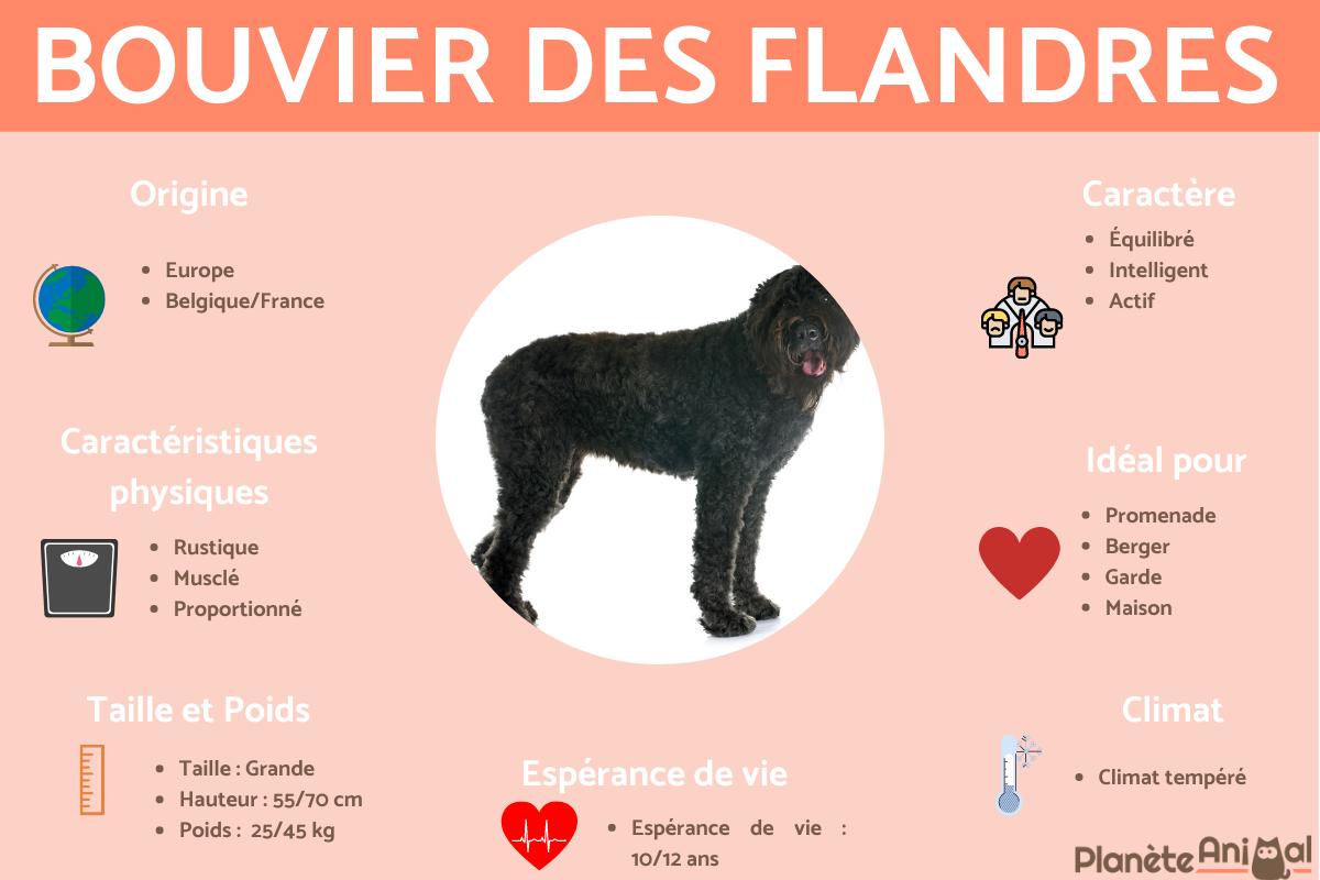Bouvier des Flandres