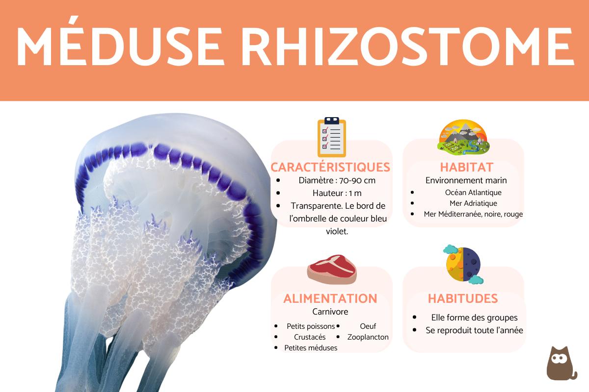 Méduse rhizostome