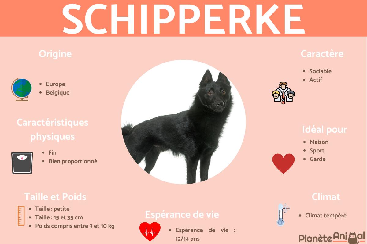 Schipperke