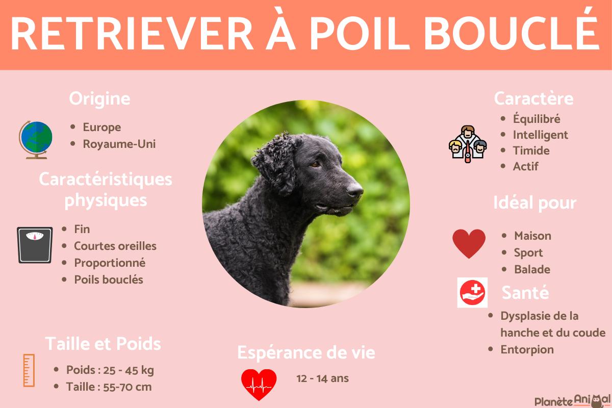 Retriever à poil bouclé