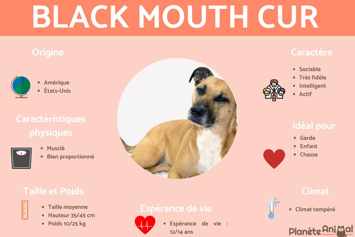 Black Mouth Cur ou Southern Cur