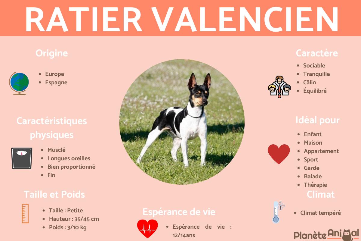 Ratier valencien