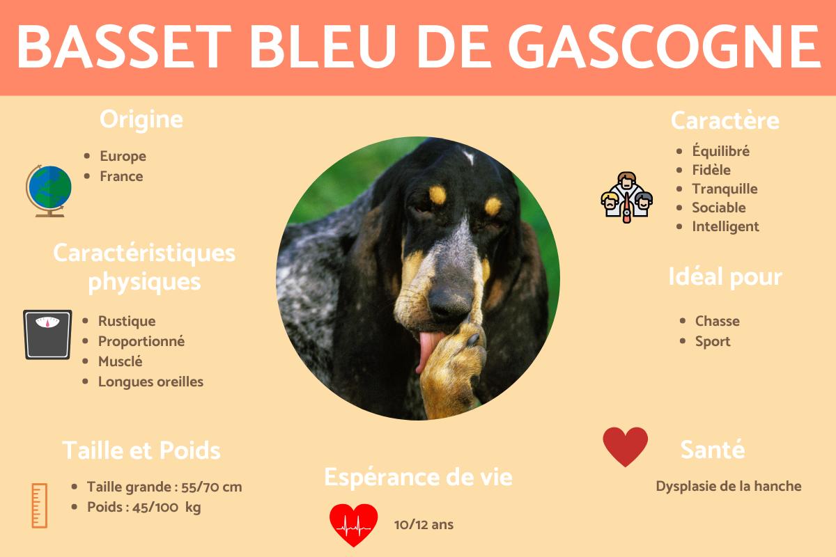 Grand bleu de Gascogne