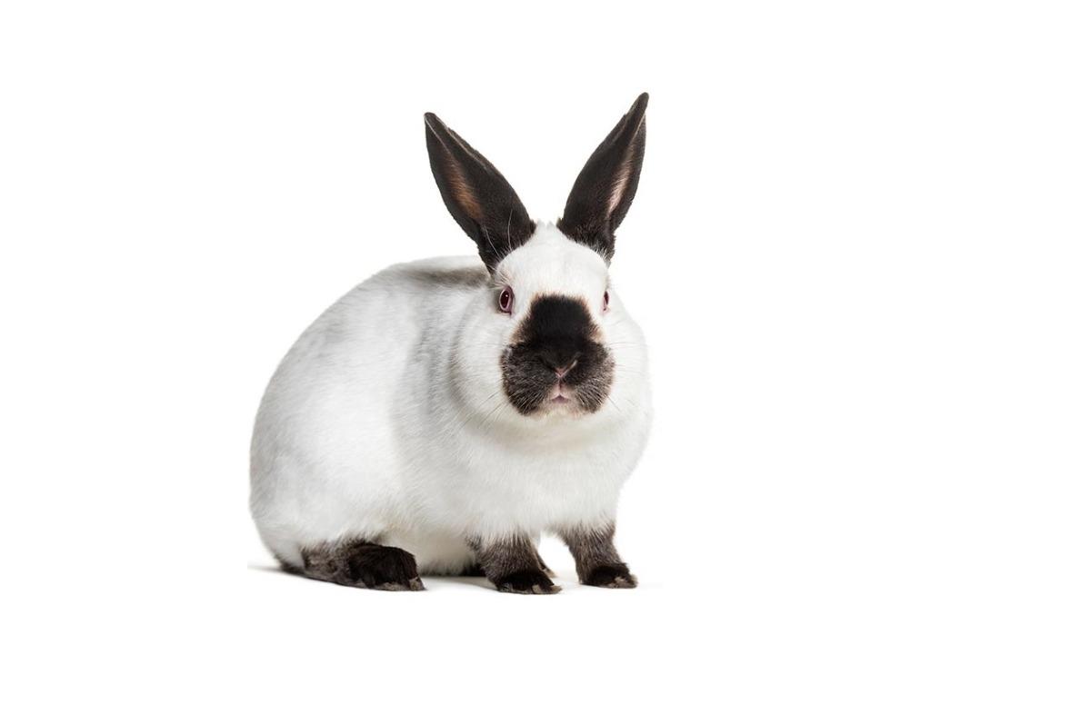 Lapin californien