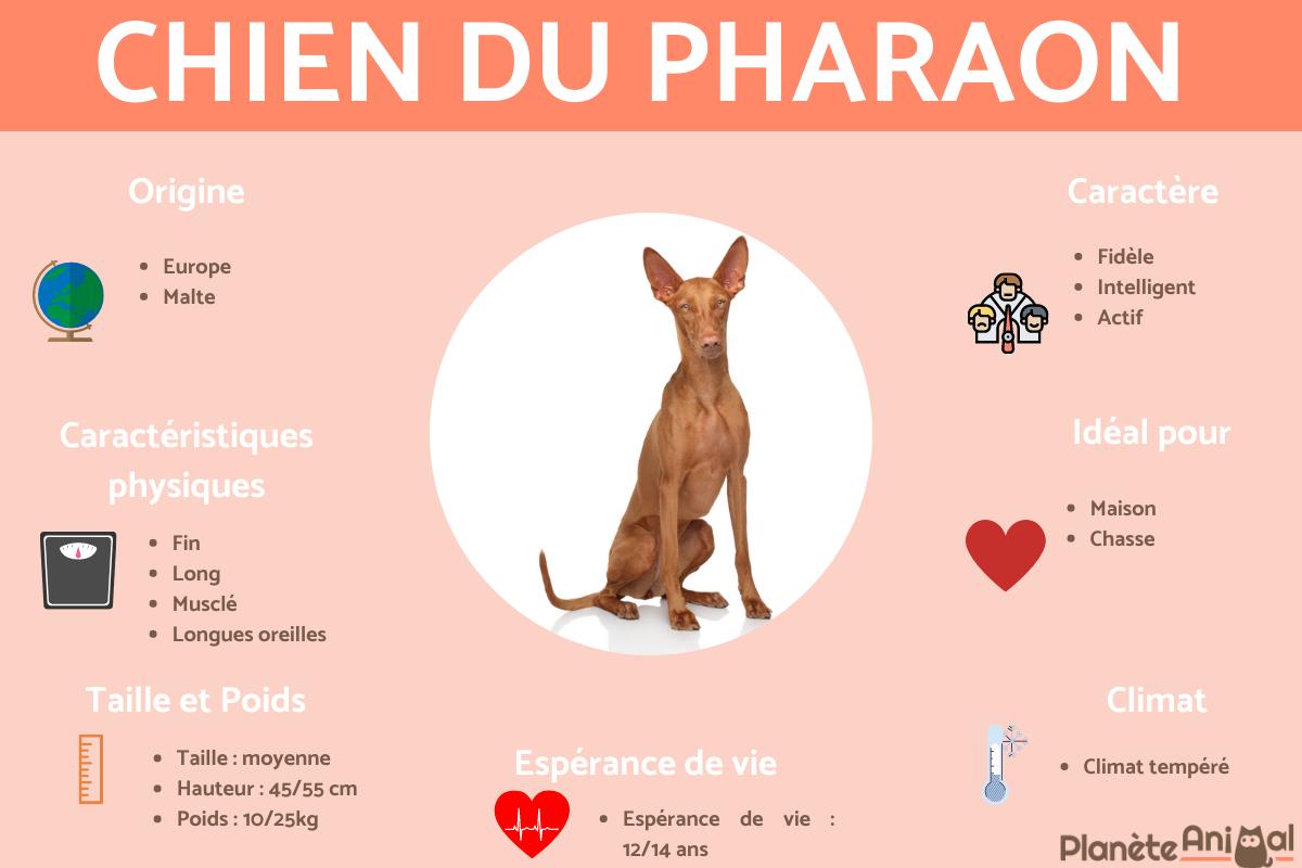 Chien du Pharaon