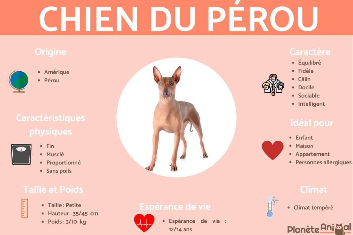 Chien du Pérou ou Chien nu du Pérou