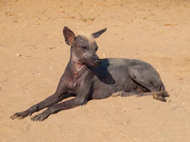 Chien du Pérou - Origine, Caractéristiques et Caractère