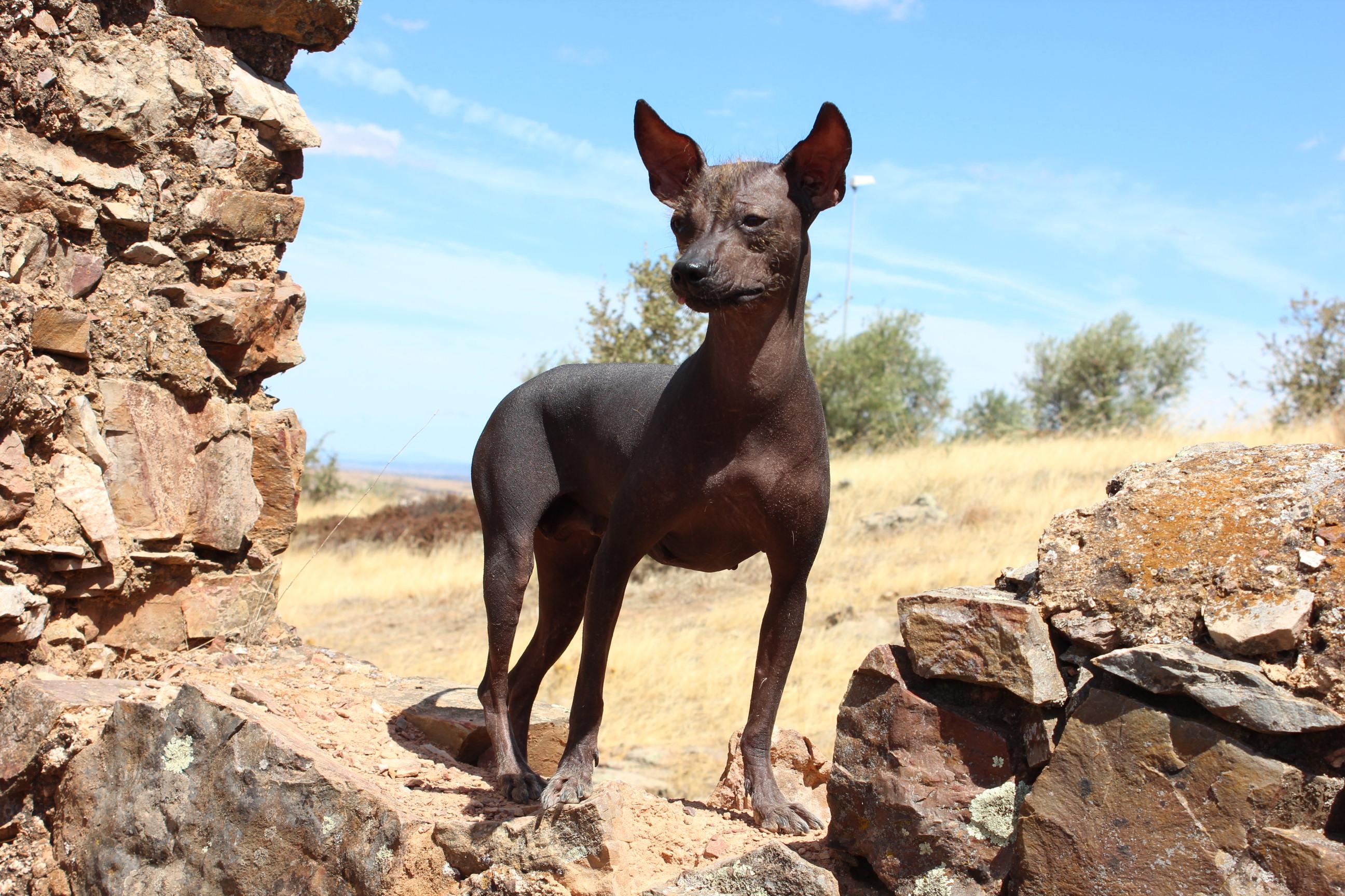 Chien du Pérou - Origine, Caractéristiques et Caractère