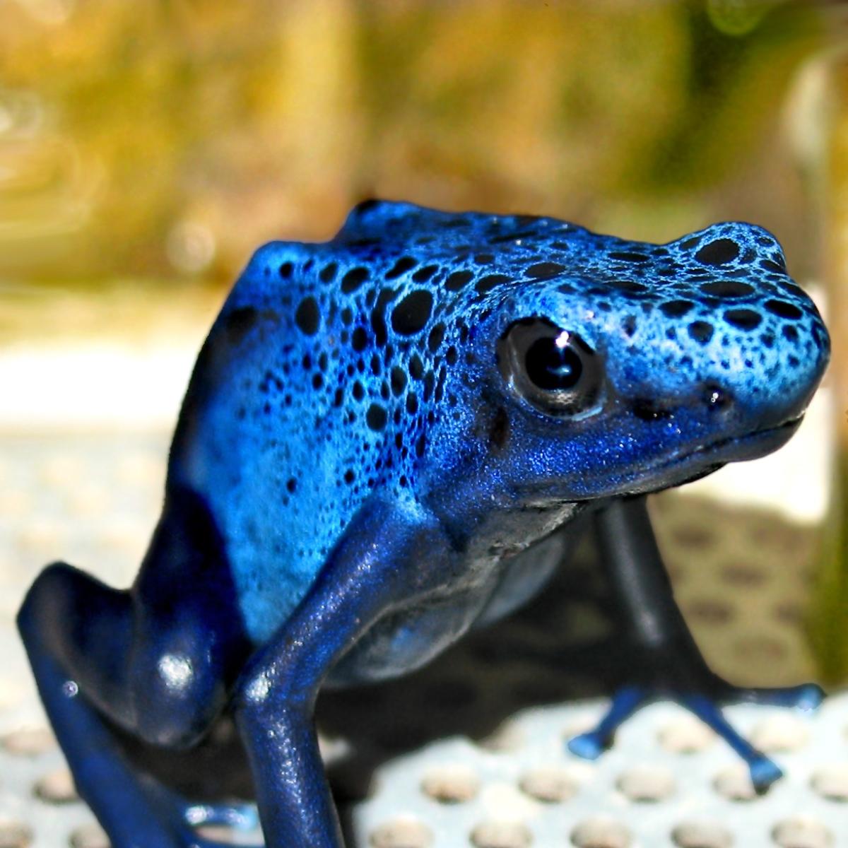 Dendrobates azureus