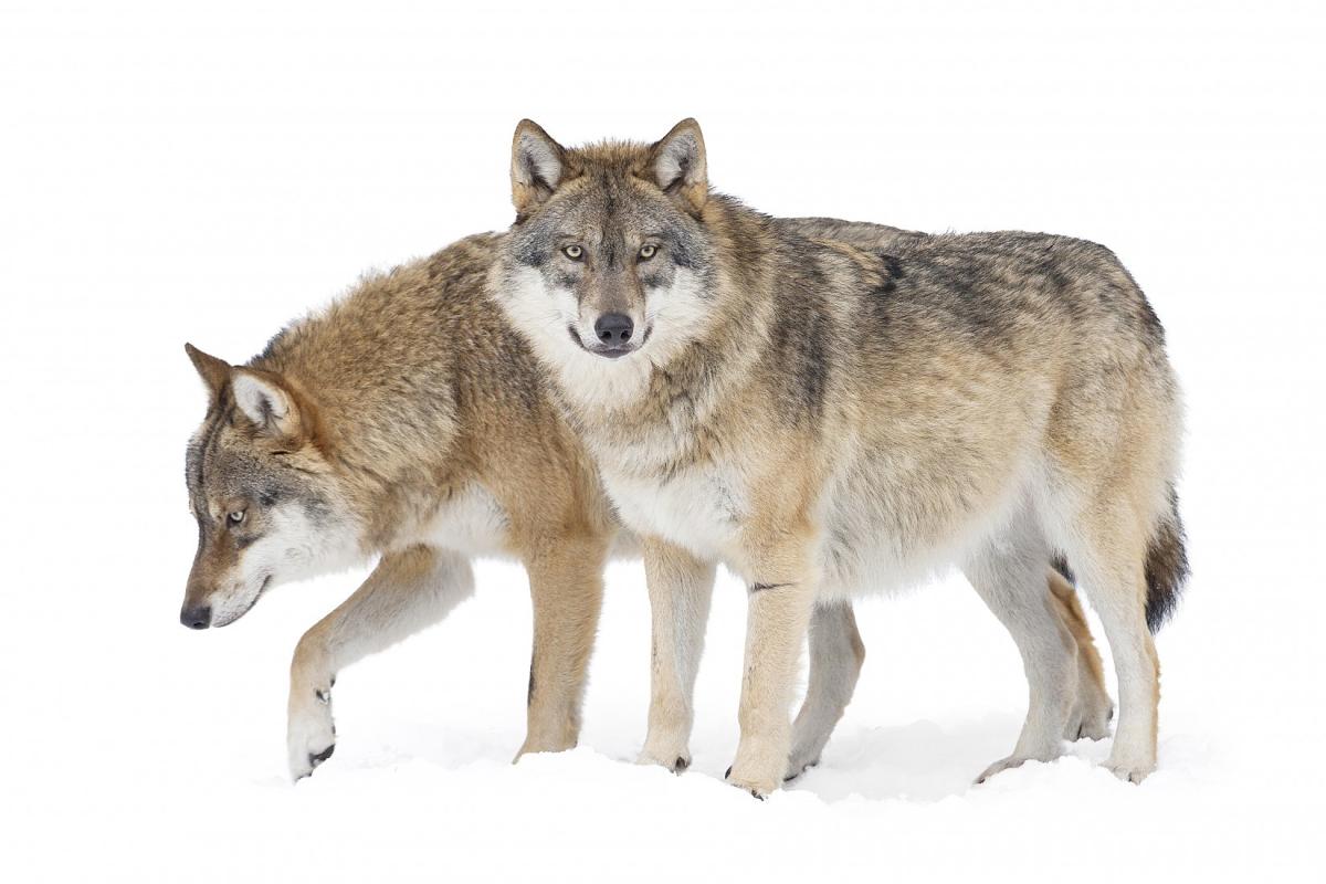 Loup gris ou loup commun