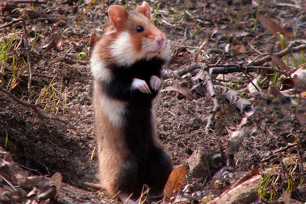 Hamster d'Europe