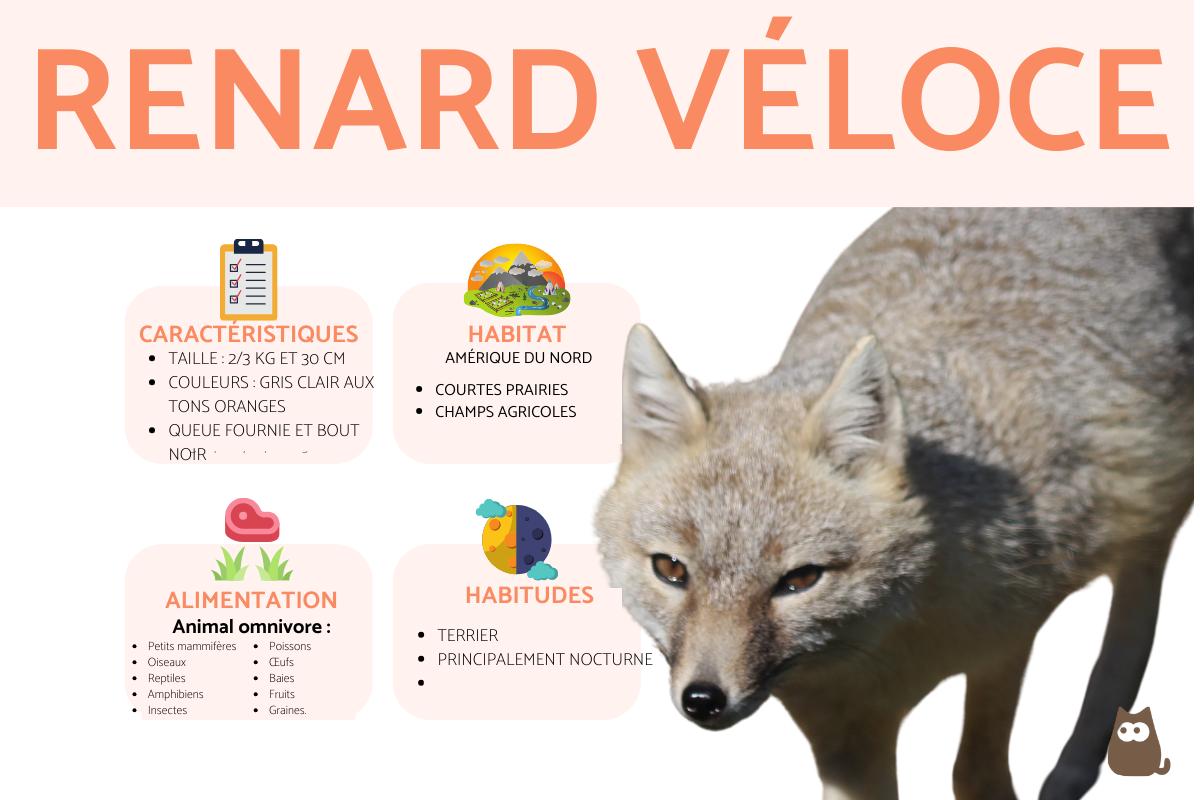 Renard véloce