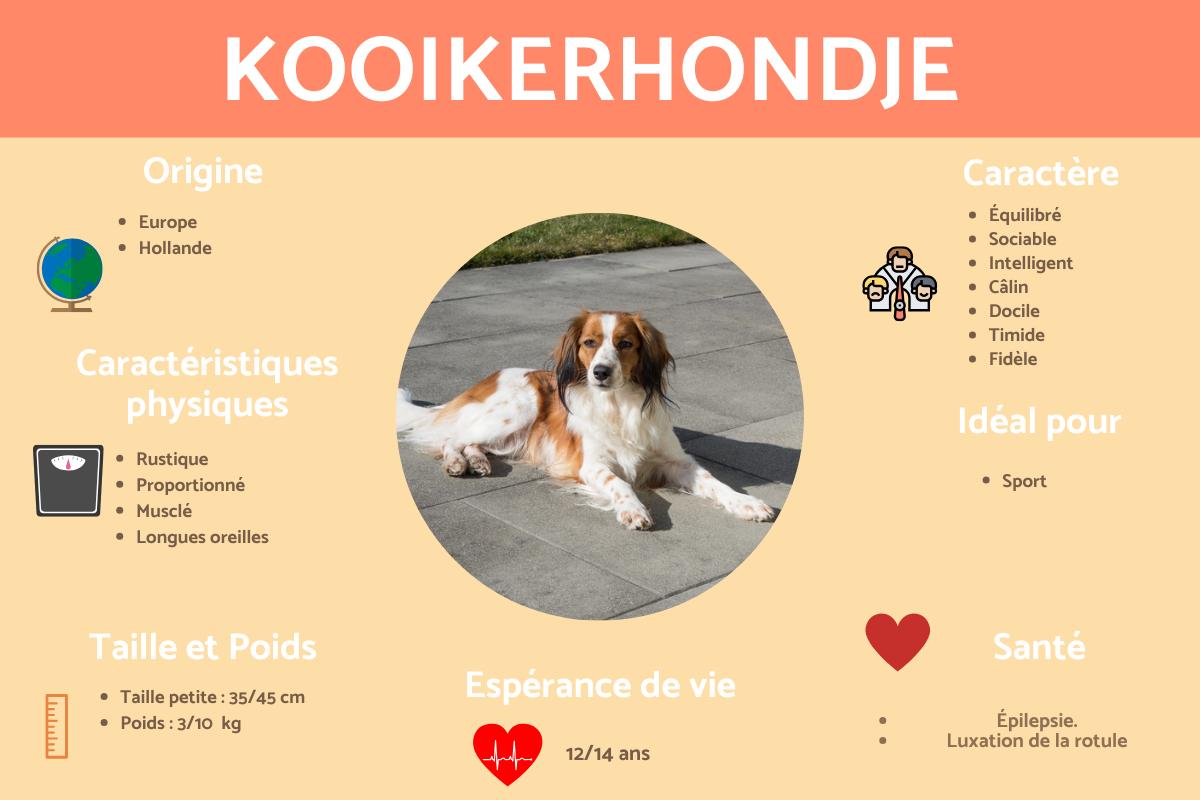 Kooikerhondje