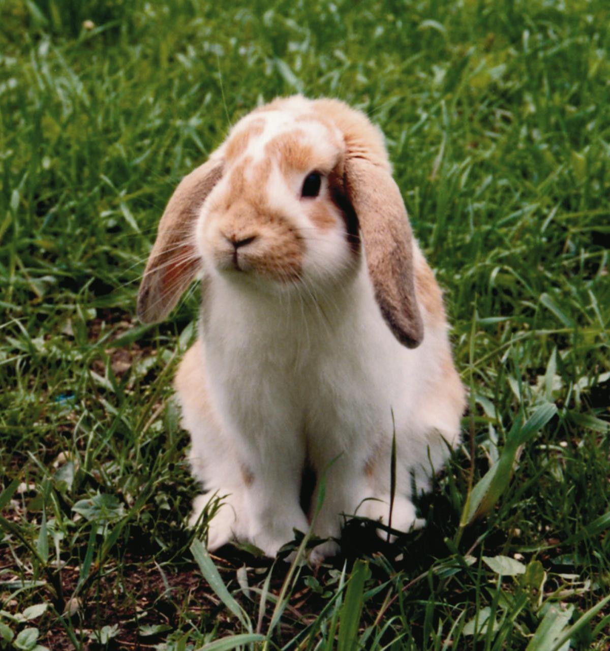 Lapin bélier