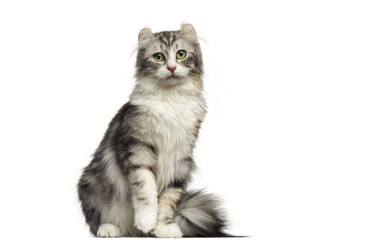 American curl