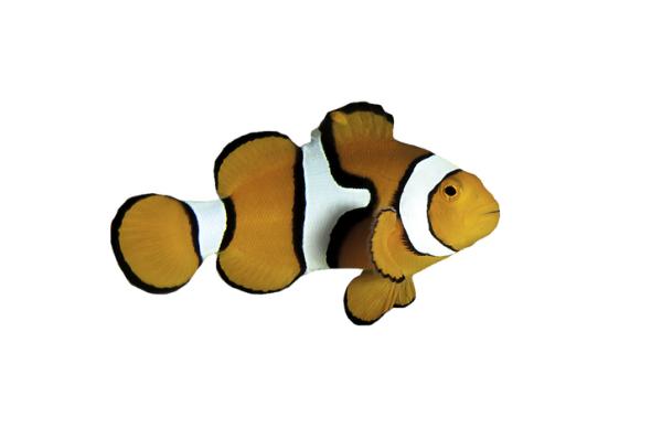 Poisson clown