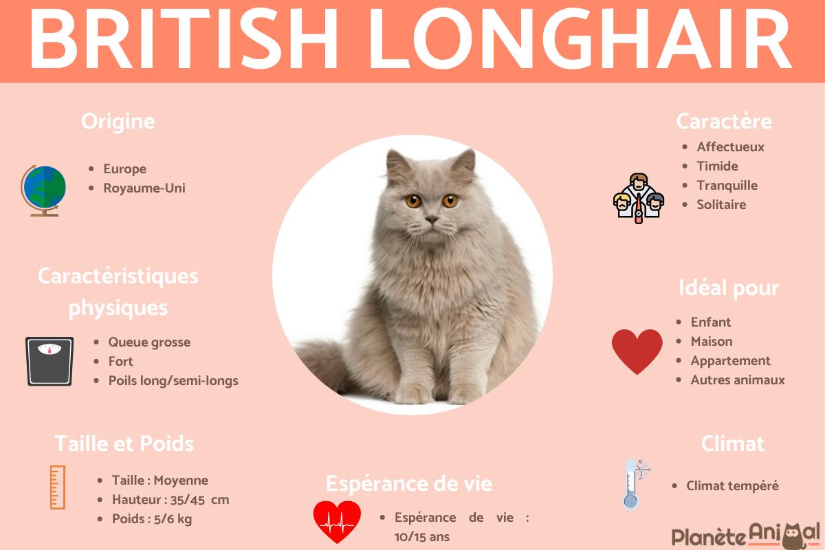 British Longhair