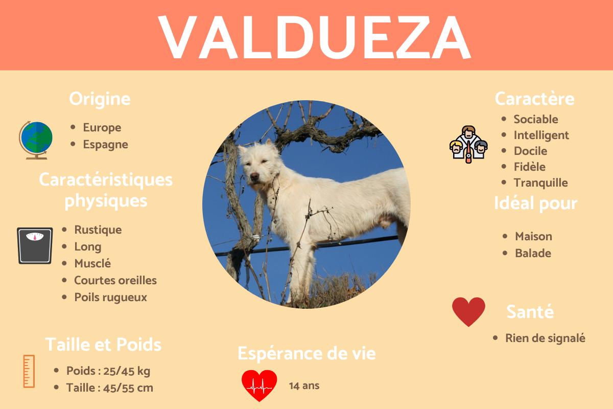 Valdueza ou Perro Monterro Valdueza