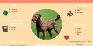 Retriever de la baie de Chesapeake