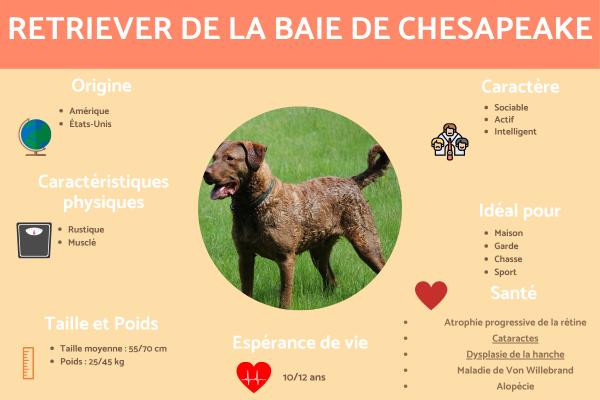 Retriever de la baie de Chesapeake