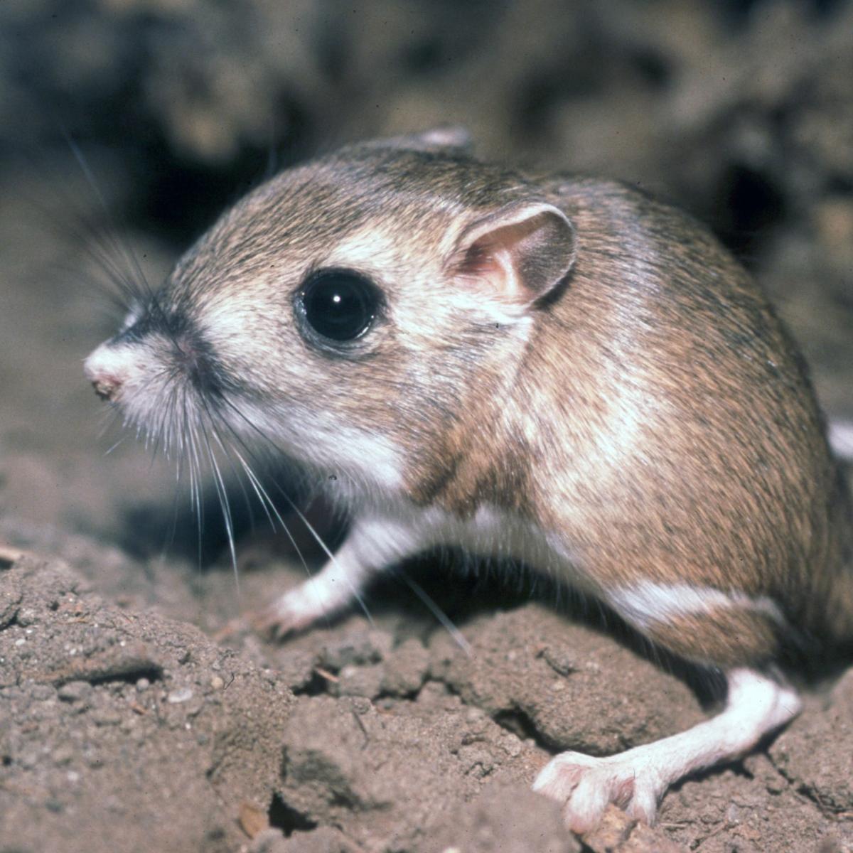 Rat-Kangourou