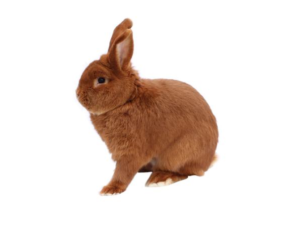 Lapin néo-zélandais