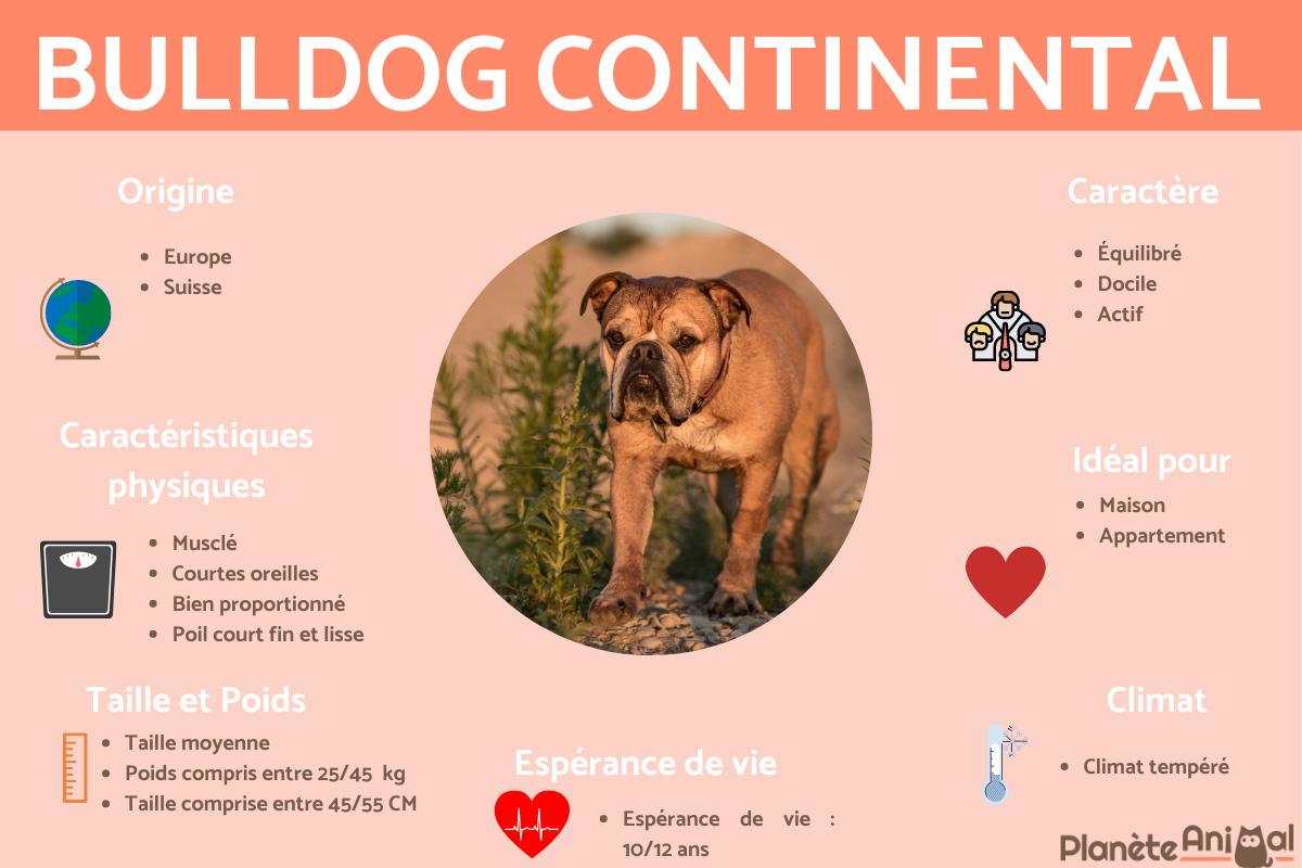 Bulldog continental