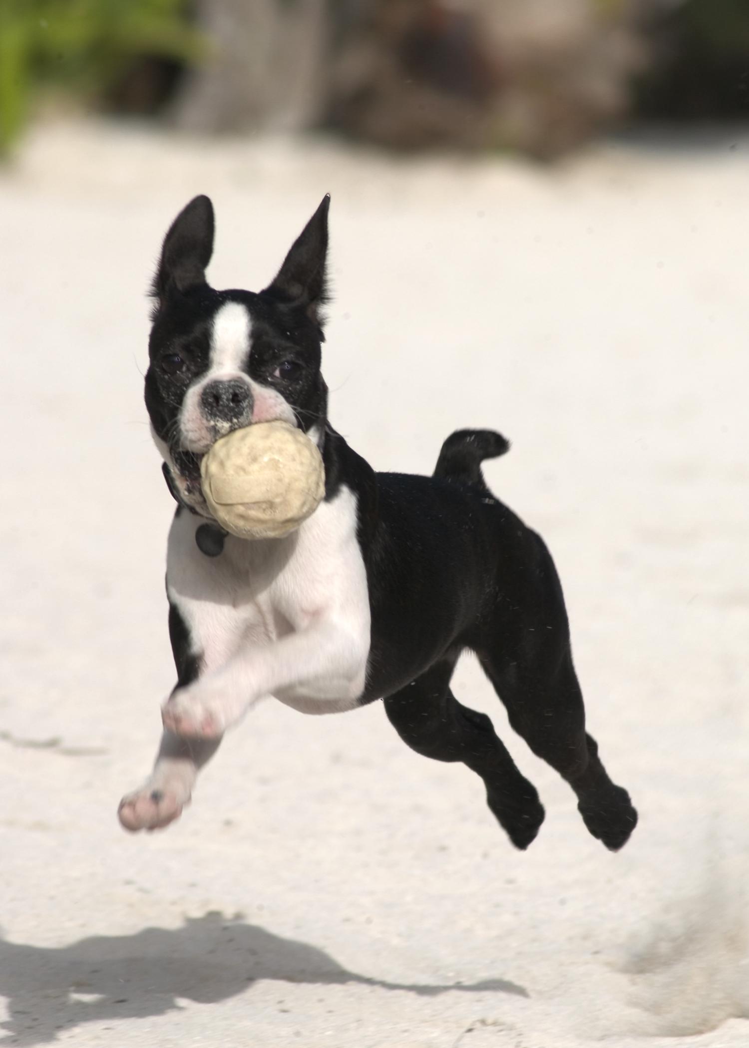 Chien Boston Terrier