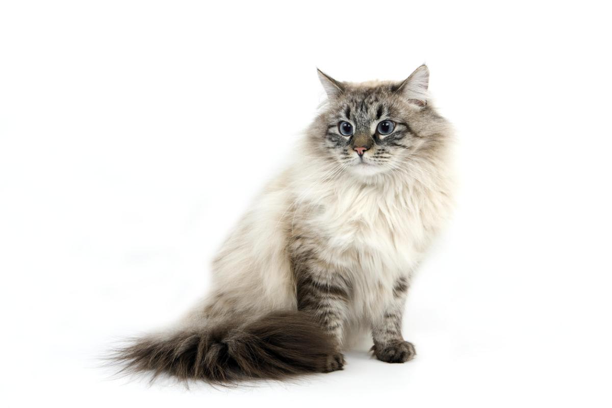 Chat Neva Masquerade