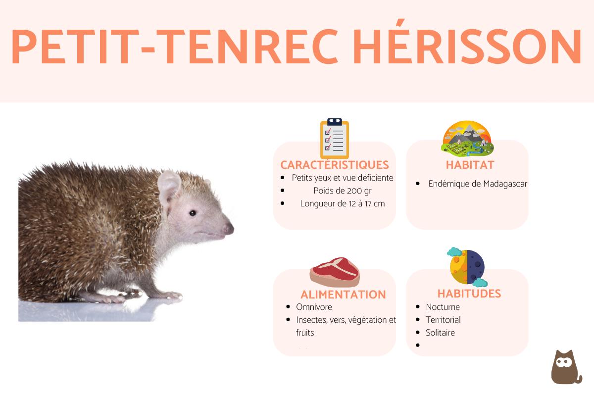 Petit-tenrec hérisson