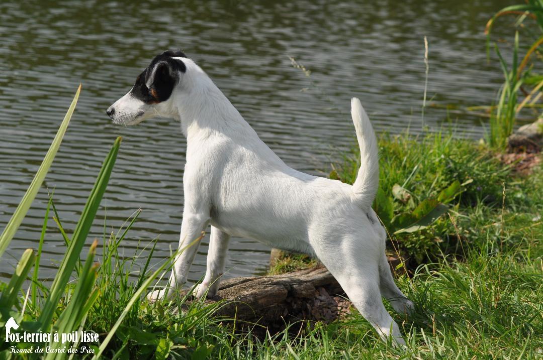 Fox Terrier a poil lisse caractéristiques Fox Terrier a poil lisse caractéristiques