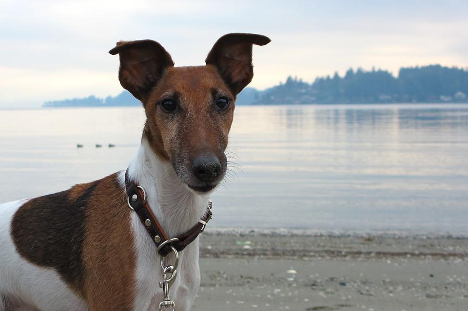 Fox-terrier à poil lisse - Choisir son