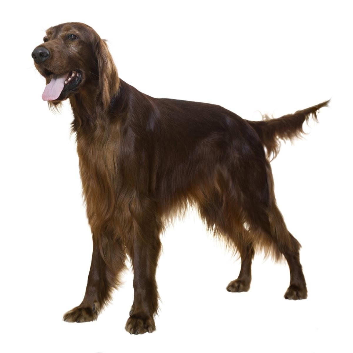 Setter irlandais rouge