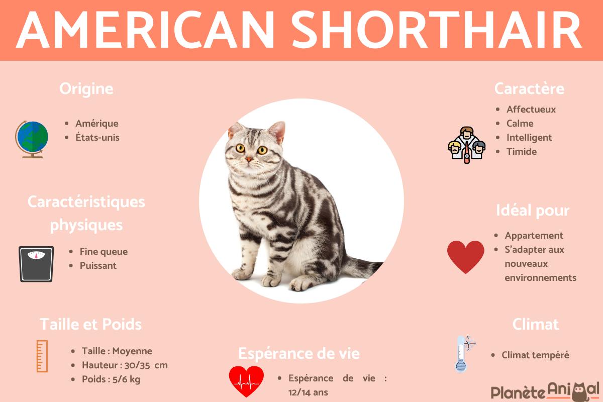American shorthair