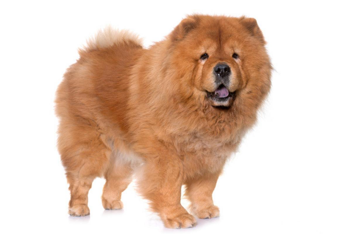 Chow chow