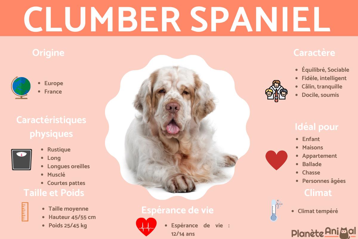 Clumber Spaniel