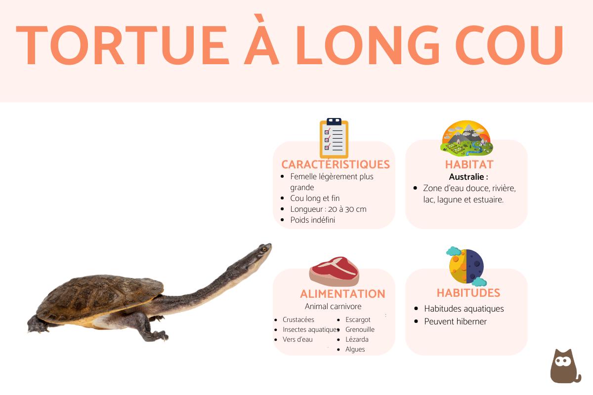 Tortue à long cou