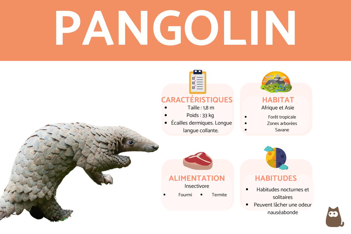 Pangolin