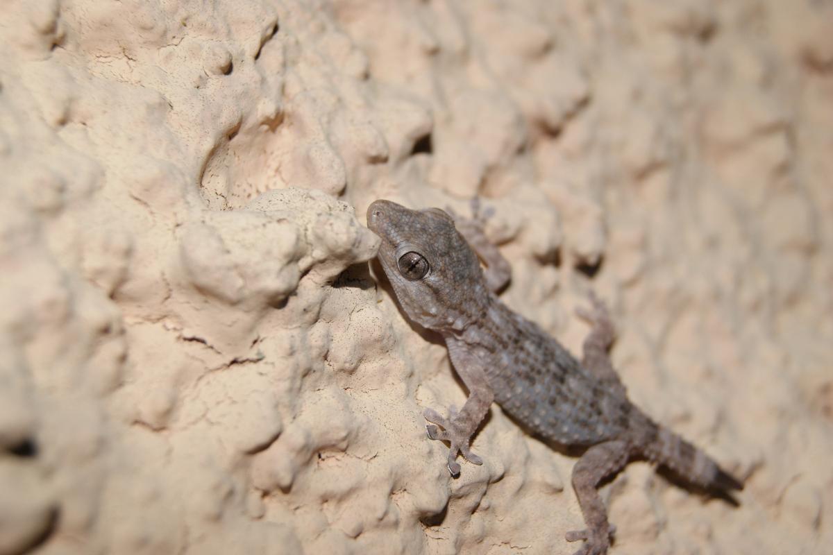 Tarente de Maurétanie - Origine, caractéristiques et habitat