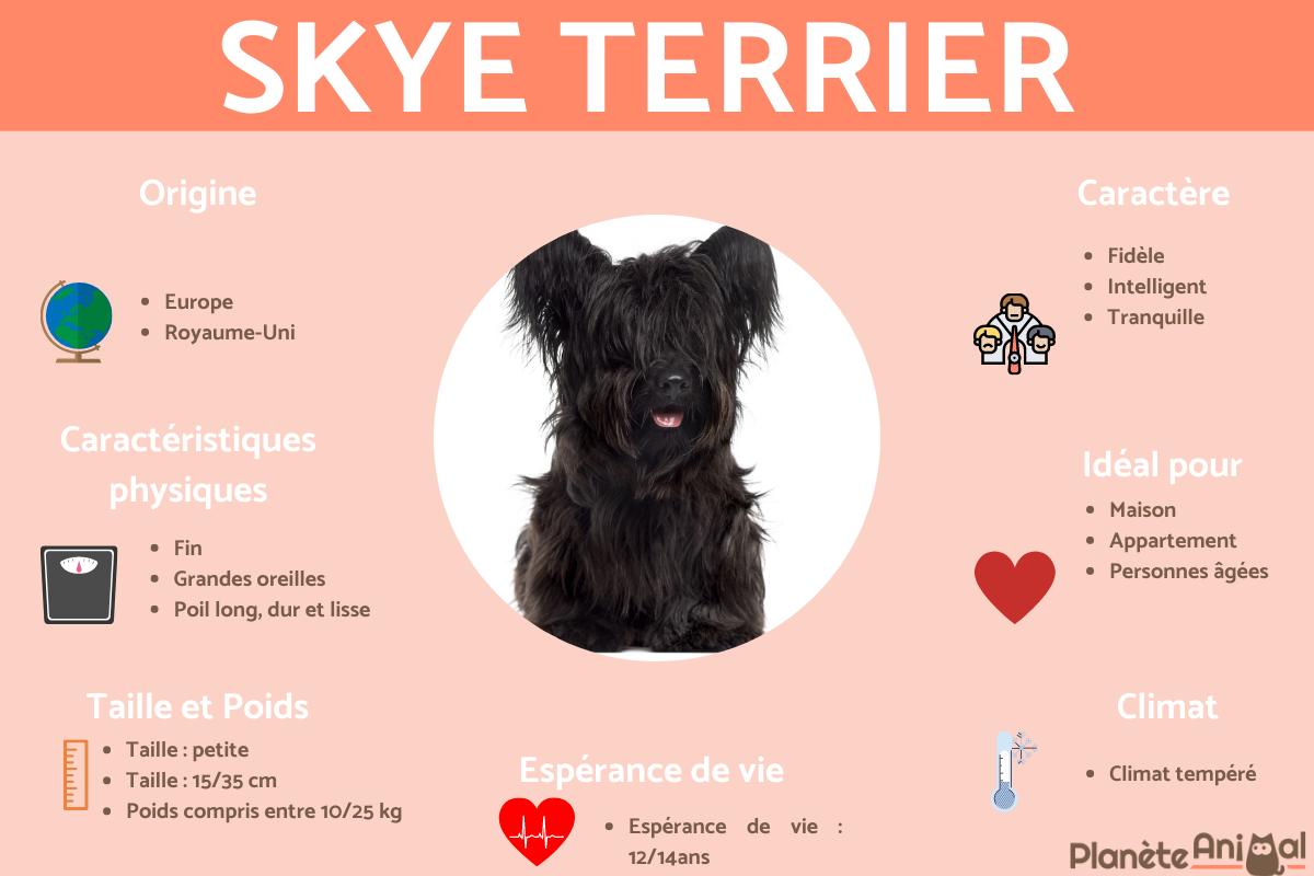 Skye terrier