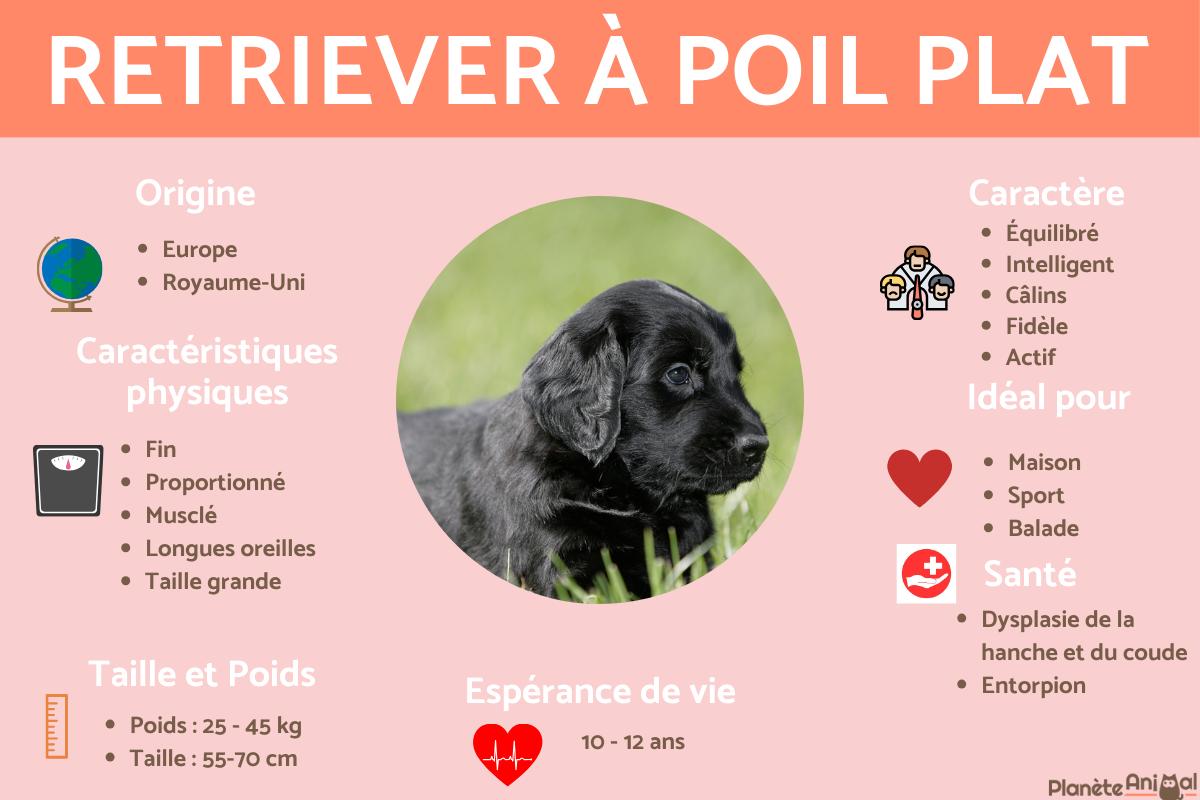 Retriever à poil plat