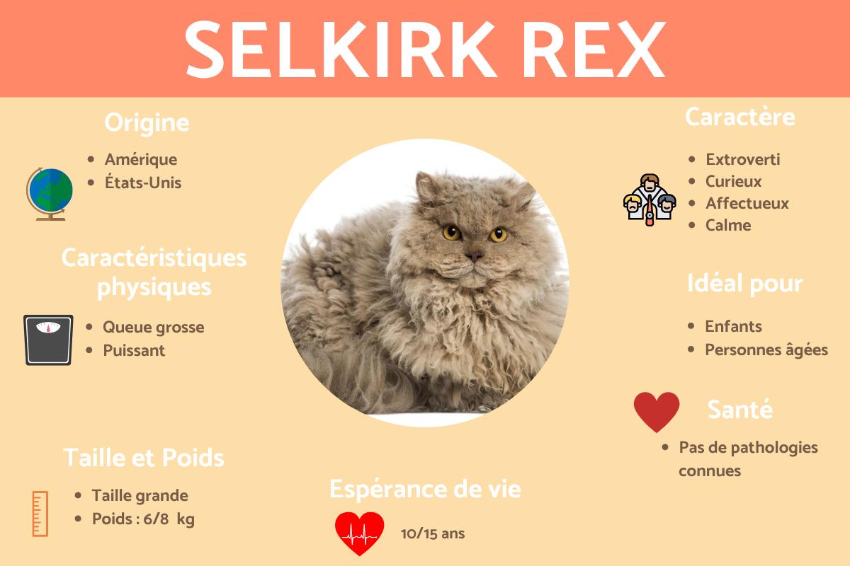 Selkirk rex