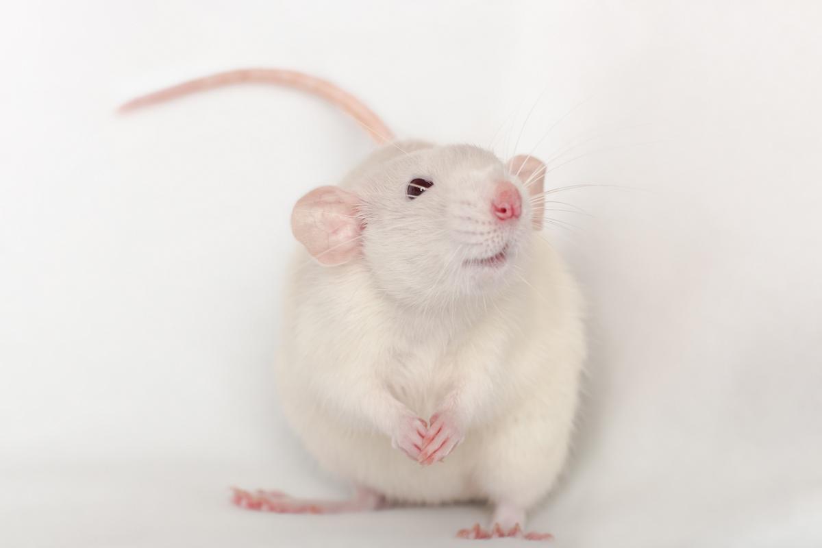 Rat Dumbo